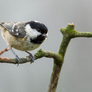 Redwell  18 1 2016   D3s (59 Of 127).jpg